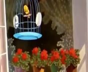 Tom and jerry cartoon full episodes in english - Tom and jerry for kids from opubsasangla dubbing tom and jerry 3gp bangla bd comcom xvideos indian videos p