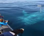 Whale Watchers Encounter 100-Ft-Long Blue Whale from official video ft nego do bore