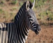 Zebra Close Up Animal Videos #Seen #Now