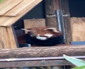 Reportage : Panda roux from bored panda dental