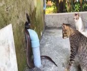 cats are chasing a big snake out of their house from python snake game code