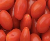 8 Tips for Growing Cherry Tomato Plants That Will Thrive All Season from shewanella oneidensis grow