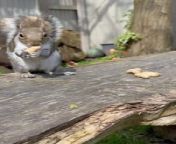 A cute little squirrel filled its mouth with peanuts that were kept on a plank of wood in the garden.