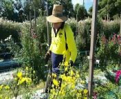 The race is on to harvest thousands of bunches of flowers in Queensland before Mother’s Day. The colourful crop supports people with disabilities, but also puts a smile of peoples faces.