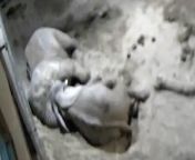 CCTV footage of cuddling elephants gives an insight into sleeping habits.Source: Noah’s Ark Zoo Farm