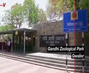 Officials at the Gandhi Zoological Park in India are helping their animals cool off as the country is hit with a heat wave. Veuer’s Matt Hoffman has the story.
