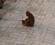 Monkey Madness: Exploring the Crazy Monkeys of India from hot opu camel gaan and shakib khan apu biswasmar jan pran sobir gan