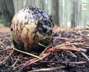 nflatable Frog Found In A Forest from forest rape video com