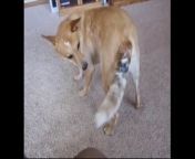 Cat vs Dog_ Epic Tail Chaser&#60;br/&#62;The kingdom of animals&#60;br/&#62; (Have you ever witnessed a cat and a dog engaged in an epic tail-chasing battle?)&#60;br/&#62; (Get ready to watch a hilarious showdown between a playful cat and a clever dog!)&#60;br/&#62; (A playful cat trying to catch its own tail.)&#60;br/&#62;. (A clever dog trying to help the cat chase its tail.)&#60;br/&#62;. (Funny situations that showcase the cat and dog&#39;s tail-chasing skills.)&#60;br/&#62;! (This epic battle between the cat and dog will amaze and amuse you!)&#60;br/&#62;(Don&#39;t miss this entertaining video!) &#60;br/&#62;#CatVsDog #EpicTailChaser #Funny #Exciting #Pets #CuteAnimals #PlayfulAnimals #IntelligentAnimals #RealLifeAnimals