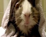 Pet Interviews - Guinea Pig (teaser)&#60;br/&#62;The kingdom of animals&#60;br/&#62;Hiwarat al-Hayawanat al-Alifat: Khunzir Ghina (I&#39;lan)&#60;br/&#62;&#60;br/&#62;Description:&#60;br/&#62;&#60;br/&#62;هل تبحث عن نظرة ثاقبة جديدة لعالم الحيوانات الأليفة؟ (Are you looking for a fresh perspective on the world of pets?)&#60;br/&#62;&#60;br/&#62;استعد لسماع ما سيقوله خنزير غينيا ذكي في حوار حصري! (Get ready to hear what a clever guinea pig has to say in an exclusive interview!)&#60;br/&#62;(A guinea pig sharing its thoughts on life as a pet.) &#60;br/&#62; (A guinea pig expressing its feelings for its owner.)&#60;br/&#62;. (A guinea pig revealing its funny secrets.)&#60;br/&#62;! (These insightful and honest comments from a guinea pig will amaze and amuse you!)&#60;br/&#62;! (Don&#39;t miss this entertaining video!)&#60;br/&#62;#GuineaPig #Pets #AnimalInterviews #TalkingAnimals #IntelligentAnimals #CuteAnimals #RealLifeAnimals