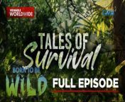 Aired (May 5, 2024): Join Doc Ferds Recio and Doc Nielsen Donato as they visit a sanctuary for migratory birds in Sultan Kudarat and rescue a pangolin in Puerto Princesa, Palawan. Discover how far these creatures will go in order to survive and explore the world. Watch this video.