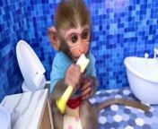 Baby Monkey Bon Bon Clean the Bathroom and Playing with Cute Puppy In The House - Crew BonBon. #babymonkey