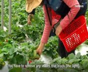 A couple of strawberry farmers in the mountains of Taipei are using all-natural methods to keep their crops free of damaging bugs.