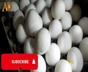 Egg Rate in LAHORE market todayDAILY UPDAT3 PRICE AD STORE ..20 DECSEMBER 2021 from vidmate download play store