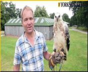 National Centre for Birds of Prey, Duncombe Park, Helmsley, North Yorkshire, are appealing for more volunteers to help around the centre. Pictured Charile Heap, Director of The National Centre for Birds of Prey, holding VuVu Zela a Crowned Eagle.