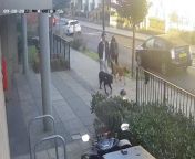 Detectives investigating a dog attack that left an 11-year-old girl in hospital have released video footage of the dogs and their owner.&#60;br/&#62;&#60;br/&#62;The girl was walking to school when police say a dog being walked by a man &#92;