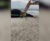 A giant humpback whale has washed up dead on a beach in New York State.&#60;br/&#62;&#60;br/&#62;Emergency services cordoned off the area as animal experts conducted an autopsy on the whale.&#60;br/&#62;&#60;br/&#62;Footage shows the fenced-off area as many locals made their way to the beach to see the humpback.&#60;br/&#62;&#60;br/&#62;Diggers and other heavy machinery were seen moving sand around the whale.&#60;br/&#62;&#60;br/&#62;Locals have said that the whale was buried in the sand dunes after the autopsy took place.&#60;br/&#62;&#60;br/&#62;Nick Perrotta said: &#92;