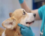 Mysterious Respiratory Infection in Dogs , Detected In 14 States.&#60;br/&#62;&#39;USA Today&#39; reports that pet owners are on high &#60;br/&#62;alert after an infectious respiratory disease was &#60;br/&#62;first detected among dogs several months ago.&#60;br/&#62;&#39;USA Today&#39; reports that pet owners are on high &#60;br/&#62;alert after an infectious respiratory disease was &#60;br/&#62;first detected among dogs several months ago.&#60;br/&#62;According to the American Veterinary Medical &#60;br/&#62;Association, the infection has now &#60;br/&#62;been detected in over a dozen states.&#60;br/&#62;Experts remain unsure what is causing the &#60;br/&#62;illness, but say the common symptoms &#60;br/&#62;appear to be coughing, sneezing and lethargy.&#60;br/&#62;The mystery infection can also &#60;br/&#62;lead to pneumonia and does not &#60;br/&#62;respond to antibiotic treatments. .&#60;br/&#62;Since August, veterinarians have reported &#60;br/&#62;over 200 cases in Oregon, while other states &#60;br/&#62;have yet to report numbers of the infection. .&#60;br/&#62;I think a subset of animals &#60;br/&#62;can develop pneumonia, more &#60;br/&#62;or less like upper respiratory, &#60;br/&#62;bronchitis, rhinitis, tracheitis, David Needle, Senior veterinary pathologist at the University of &#60;br/&#62;New Hampshire’s Veterinary Diagnostic Laboratory, via &#39;USA Today&#39;.&#60;br/&#62;The Oregon Department of Agriculture warned pet &#60;br/&#62;owners who notice symptoms, especially those related &#60;br/&#62;to pneumonia, to contact a veterinarian immediately. .&#60;br/&#62;Experts suggest that dog owners make sure &#60;br/&#62;their pets are up-to-date on their vaccines &#60;br/&#62;and practice social distancing from other dogs.&#60;br/&#62;Researchers who have been studying &#60;br/&#62;the unknown illness for over a year say that &#60;br/&#62;the small genome, a bacterium, is &#92;