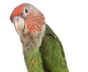 Scientists have recommended the creation of bird-friendly apps after discovering that parrots perform well at touchscreen games.