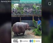 Manila Zoo&#39;s oldest resident, fondly referred to as Queen Bertha, passed away Friday of natural causes at the age of 65, according to zoo authorities.