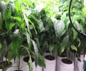 This upgraded double cup method will help you to grow massive tomato or pepper seedlings indoors, while making it easier to keep them watered. Check out this growing hack which can take your plants to the next level!&#60;br/&#62;&#60;br/&#62;00:00 - Why use Double Cups for massive seedlings?&#60;br/&#62;00:50 - Tips for improving DIY Double Cup Method&#60;br/&#62;01:17 - What to expect from Double Cup containers&#60;br/&#62;01:48 - Hack for upgrading Double Cups into wicking cups&#60;br/&#62;03:01 - Moisture Levels: Top watered vs wicking cups&#60;br/&#62;03:28 - Brainstorming: Wicking cup container options&#60;br/&#62;04:30 - Benefits of Wicking Cups vs Double Cups&#60;br/&#62;04:54 - Support Albopepper by checking out my book!&#60;br/&#62;&#60;br/&#62;&#60;br/&#62;============================&#60;br/&#62;SUPER CHEAP WICKING CORD&#60;br/&#62;(# CommissionsEarned)&#60;br/&#62;============================&#60;br/&#62;&#60;br/&#62;Utility Rope - 1/4&#92;