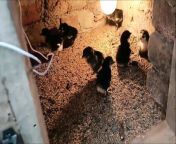 Best idea to take carebaby Chicks in winter - Small chicks Care in winter from small girlx com video high
