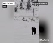 A white, snowy landscape combined with a black horse created an optical illusion which left viewers wondering if the horse is walking towards the camera or away.