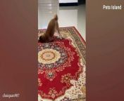 ➡When Animals Are Always Excited To See His Human Best Friend - FUNNIEST ANIMALS AND PETS&#60;br/&#62;&#60;br/&#62;Get ready to have your funny bone tickled with this fantastic compilation of cats and dogs&#39; funny videos! To become a regular subscriber, please click the subscribe button and ring the bell to ensure that you don&#39;t miss anything from your favorite &#92;
