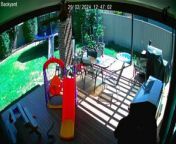 A woman runs to save her two young children after her dog finds a copperhead snake in her Winter Valley backyard - all captured on CCTV. Footage contributed
