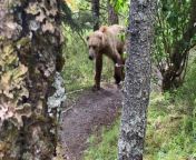 This is the moment a man ran into a grizzly bear right outside his campsite.&#60;br/&#62;&#60;br/&#62;Nate Luebbe, 36, was camping in Katmai National Park, Alaska, USA when he came across the bear outside his tent.&#60;br/&#62;&#60;br/&#62;Nate and his friend Cody had set up camp near Brookes Falls, a waterfall where bears fish for tuna, to photograph the animals but the pair got more than what they bargained for. &#60;br/&#62;&#60;br/&#62;A video shows Nate standing just meters away from the grizzly bear, which can be seen walking past, sniffing at the air and spotting him.&#60;br/&#62;&#60;br/&#62;Nate, of Salt Lake City, Utah, USA, said: &#92;