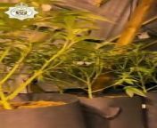 Policefind cannabis plants worth £100,000 at Telford house from find stationary matrix