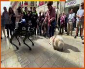 Police in Spain test robot dog to enforce traffic laws from vir the robot boy video ami tomar preme aj hoye geche pagol