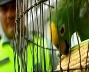 Colombian police seize a parrot who has been trained as a lookout by drug traffickers. . Follow us on twitter at http://twitter.com/itn_news .