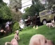 PUPPIES of FIRE. 7 weeks old lab pups running to the theme song from the movie Chariots of Fire.