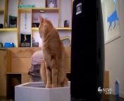 Meow Parlour, a cat cafe in New York City, played the music for its cats to see how they would react.