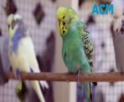 Adam McLean couldn&#39;t resists the birdsong commibng from Johnny Walker&#39;s backyard aviaries in Windang.&#60;br/&#62;Video by Adam McLean