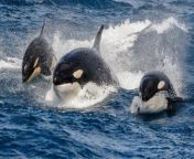 Incredible rare footage shows a pod of orcas and sperm whales in a fraught battle. &#60;br/&#62;&#60;br/&#62;The large pod of orcas can be seen laying siege to a maternal pod of sperm whales, possibly to steal prey. &#60;br/&#62;&#60;br/&#62;A whale-watching vessel filmed the extremely rare event on March 24 in the Bremer Canyon, 70km off the coast from Bremer Bay, Western Australia, Australia. &#60;br/&#62;&#60;br/&#62;Naturaliste Charters, a whale-watching company, had been tracking the orcas as they searched for food.