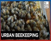 Urban beekeeping creates a buzz in Taiwan&#60;br/&#62;&#60;br/&#62;Beekeeping is becoming more popular in Taiwan, where people are keeping beehives in their yards or on rooftops. Bees are in danger due to pesticides, mites, and climate change.&#60;br/&#62;&#60;br/&#62;Video by AFP &#60;br/&#62;&#60;br/&#62;Subscribe to The Manila Times Channel - https://tmt.ph/YTSubscribe &#60;br/&#62;Visit our website at https://www.manilatimes.net &#60;br/&#62; &#60;br/&#62;Follow us: &#60;br/&#62;Facebook - https://tmt.ph/facebook &#60;br/&#62;Instagram - https://tmt.ph/instagram &#60;br/&#62;Twitter - https://tmt.ph/twitter &#60;br/&#62;DailyMotion - https://tmt.ph/dailymotion &#60;br/&#62; &#60;br/&#62;Subscribe to our Digital Edition - https://tmt.ph/digital &#60;br/&#62; &#60;br/&#62;Check out our Podcasts: &#60;br/&#62;Spotify - https://tmt.ph/spotify &#60;br/&#62;Apple Podcasts - https://tmt.ph/applepodcasts &#60;br/&#62;Amazon Music - https://tmt.ph/amazonmusic &#60;br/&#62;Deezer: https://tmt.ph/deezer &#60;br/&#62;Tune In: https://tmt.ph/tunein&#60;br/&#62; &#60;br/&#62;#TheManilaTimes &#60;br/&#62;#worldnews &#60;br/&#62;#beekeeping &#60;br/&#62;#honey &#60;br/&#62;#taiwan