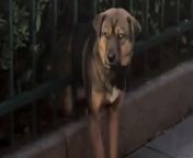A dog was rescued after it got stuck in a fence railing along a busy road in Ningbo, China.&#60;br/&#62;&#60;br/&#62;Video shows passersby trying to dislodge the pooch, which found itself stuck between two railings.&#60;br/&#62;&#60;br/&#62;After several attempts they eventually manage to free the dog and lift it over the fence.