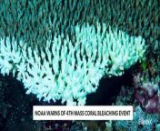 EarthX Website: https://earthxmedia.com/ &#60;br/&#62;&#60;br/&#62;Is the world heading for a fourth mass coral bleaching event - the worst of its kind in the history of the planet? Scientists warn the devastation is inevitable due to record-high oceanic temperatures; however, a new study is bringing hope for recovery.&#60;br/&#62; &#60;br/&#62;About EarthxNews:&#60;br/&#62;A weekly program dedicated to covering the stories that shape the planet. Featuring the latest updates in energy, environment, tech, climate, and more.&#60;br/&#62; &#60;br/&#62;EarthX&#60;br/&#62;Love Our Planet. &#60;br/&#62;The Official Network of Earth Day.&#60;br/&#62; &#60;br/&#62;About Us: &#60;br/&#62;At EarthX, we believe our planet is a pretty special place. The people, landscapes, and critters are likely unique to the entire universe, so we consider ourselves lucky to be here. We are committed to protecting the environment by inspiring conservation and sustainability, and our programming along with our range of expert hosts support this mission. We’re glad you’re with us. &#60;br/&#62;  &#60;br/&#62;EarthX is a media company dedicated to inspiring people to care about the planet. We take an omni channel approach to reach audiences of every age through its robust 24/7 linear channel distributed across cable and FAST outlets, along with dynamic, solution oriented short form content on social and digital platforms. EarthX is home to original series, documentaries and snackable content that offer sustainable solutions to environmental challenges. EarthX is the only network that delivers entertaining and inspiring topics that impact and inspire our lives on climate and sustainability. &#60;br/&#62;  &#60;br/&#62; &#60;br/&#62;EarthX Website: https://earthxmedia.com/ &#60;br/&#62; &#60;br/&#62;Follow Us: &#60;br/&#62;Instagram: https://www.instagram.com/earthxtv/ &#60;br/&#62;LinkedIn: https://www.linkedin.com/company/earthxtv &#60;br/&#62;Facebook: https://www.facebook.com/earthxtv &#60;br/&#62; &#60;br/&#62; &#60;br/&#62;How to watch:  &#60;br/&#62;United States:  &#60;br/&#62;- Spectrum &#60;br/&#62;- AT&amp;T U-verse (1267) &#60;br/&#62;- DIRECTV (267) &#60;br/&#62;- Philo &#60;br/&#62;- FuboTV &#60;br/&#62;- Plex &#60;br/&#62; &#60;br/&#62;United Kingdom &amp; Ireland:  &#60;br/&#62;- Sky (180) &#60;br/&#62;- Freeview (79) &#60;br/&#62; &#60;br/&#62;Europe: M7 &#60;br/&#62; &#60;br/&#62;Mexico: Claro &amp; Totalplay &#60;br/&#62;    &#60;br/&#62;#EarthDay #Environment #Sustainability #Eco-friendly #Conservation #EarthxTV #EarthX