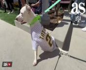 San Diego Padres welcome dozens of dogs at Petco Park from san ki ak ladki