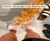 It's always the orange cats from always movie 2011