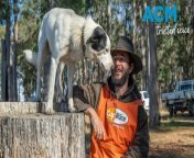 Mark Hirst reflects on his first attempt at Agfest&#39;s sheep dog trials. Video by Aaron Smith (4/5/2024)
