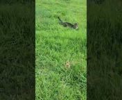 A person watched their cats make the most of their day at a green field. While one cat dashed across the field, the other was seen relaxing at a shaded spot.&#60;br/&#62;&#60;br/&#62;“The underlying music rights are not available for license. For use of the video with the track(s) contained therein, please contact the music publisher(s) or relevant rightsholder(s).”
