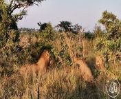 A male lion managed to fight off three rivals on his own after wandering into their territory.&#60;br/&#62;&#60;br/&#62;Perdita Lübbe-Scheuermann was on safari in Sabi Sands Game Reserve, South Africa, in April 2023 when a big cat walked into enemy terrain.&#60;br/&#62;&#60;br/&#62;Dramatic footage filmed by Perdita just 10 metres away shows the encroaching lion surrounded by two more before another pounced at his back.&#60;br/&#62;&#60;br/&#62;Despite the numbers disadvantage, the singular lion viciously swiped back at the trio and flashed his sharp teeth to drive them all away.&#60;br/&#62;&#60;br/&#62;Perdita said: “I’ve been visiting South Africa on safari for more than 20 years but I had never seen lions fight like this before.&#60;br/&#62;&#60;br/&#62;“To see it all happen just 10 metres from our jeep was extremely special. Fortunately none of the lions were injured.&#60;br/&#62;&#60;br/&#62;“The one lion that encroached into the territory did fight off the other three but after hanging around for another 20 minutes it left.”