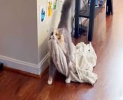 Cat loves carrying her favorite blanket around the apartment, so her mom surprises her with a blanket fort party and cat wine